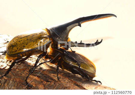 ヘラクレスオオカブトのヘラクレスヘラクレスのオスとメス　樹木の上で 112560770