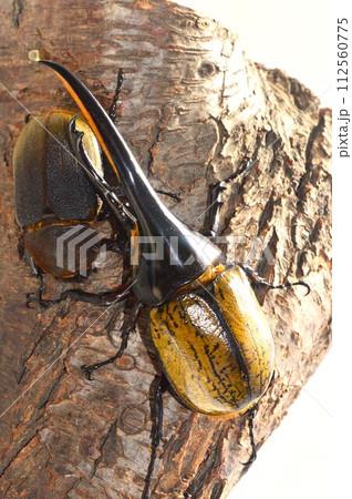 ヘラクレスオオカブトのヘラクレスヘラクレスのオスとメス　樹木の上で 112560775