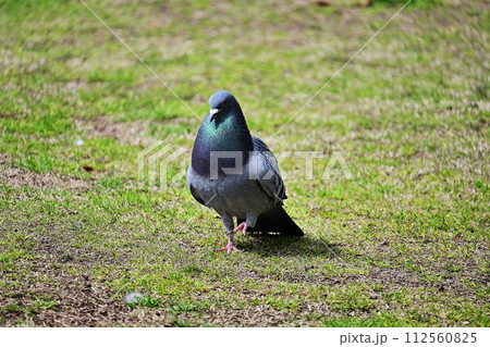 首を太くして芝生を歩く鳩 首を太くして芝生を歩く鳩 112560825