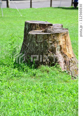 切り株　＠mar_lapin 112560830