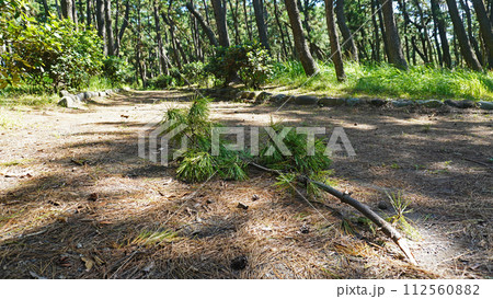 防風林の中の遊歩道(落枝した枝) 防風林の中の遊歩道(落枝した枝) 112560882