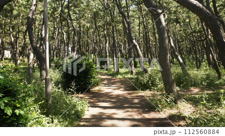 防風林の中の遊歩道（静岡県沼津市千本浜公園） 112560884