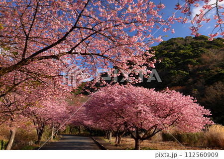 静岡県沼津市井田 道沿いの満開の早咲き河津桜並木のトンネル 静岡県沼津市井田 道沿いの満開の早咲き河津桜並木のトンネル 112560909