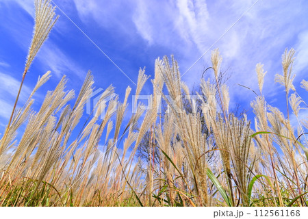ススキ @mar_lapin ススキ @mar_lapin 112561168