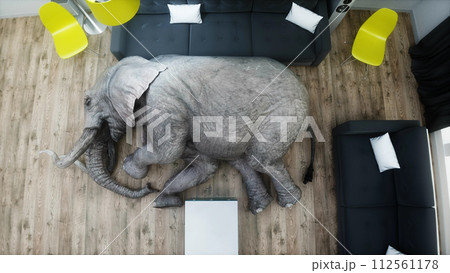 funny elephant sleeping in room. 3d rendering. funny elephant sleeping in room. 3d rendering. 112561178