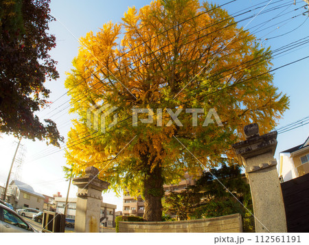 大きなイチョウの木は広角レンズでないと撮れなかった。 大きなイチョウの木は広角レンズでないと撮れなかった。 112561191
