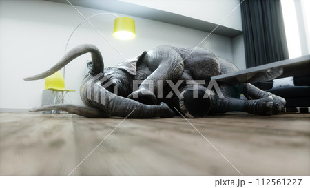 funny elephant sleeping in room. 3d rendering. funny elephant sleeping in room. 3d rendering. 112561227