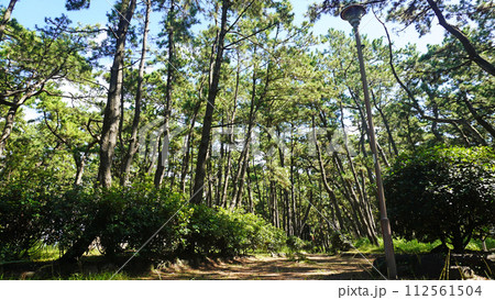 防風林の中の遊歩道（静岡県沼津市千本浜公園） 112561504
