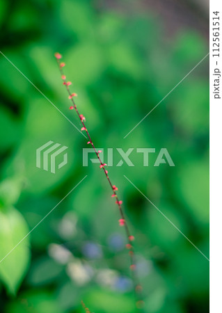 赤い細い植物 赤い細い植物 112561514