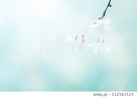 早春のやさしい光に包まれる河津桜 早春のやさしい光に包まれる河津桜 112561523
