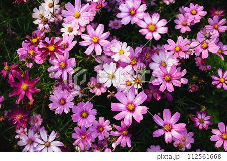 Pink flowers in the garden on a spring morning Pink flowers in the garden on a spring morning 112561668