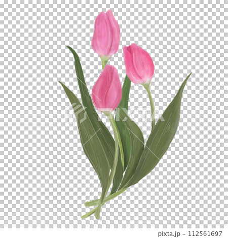 チューリップのイラスト 112561697
