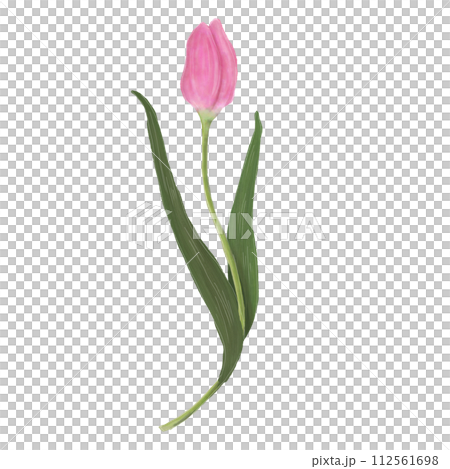 鬱金香圖 112561698