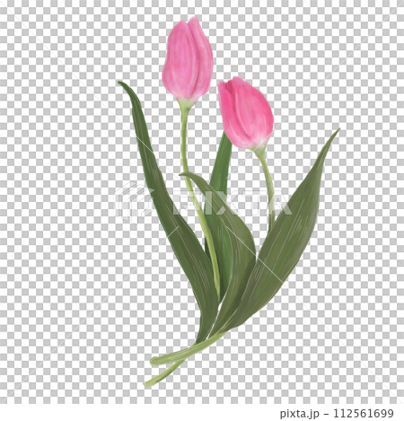 鬱金香圖 112561699