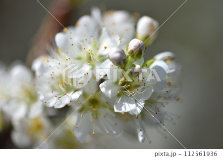 花 フラワー お花 112561936