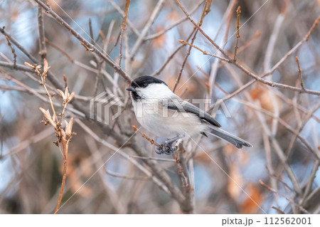 Cute bird the willow tit, song bird sitting on a branch without leaves in the winter. 112562001