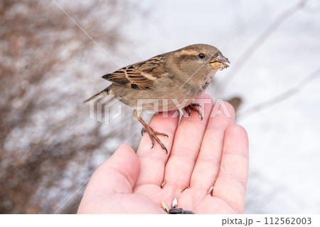 A sparrow sits on a man's hand and eats seeds. A sparrow sits on a man's hand and eats seeds. 112562003