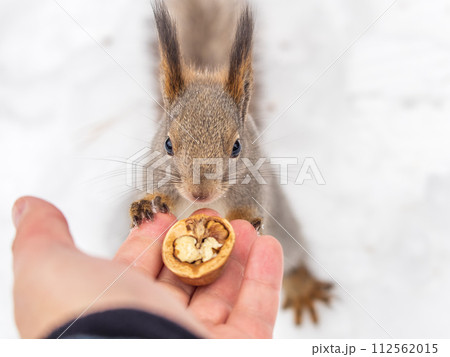 Squirrel eats nuts from a man's hand. Caring for animals in winter or autumn. Squirrel eats nuts from a man's hand. Caring for animals in winter or autumn. 112562015