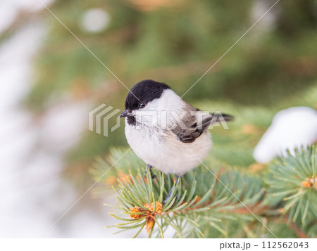 Cute bird the willow tit, song bird sitting on the fir branch Cute bird the willow tit, song bird sitting on the fir branch 112562043