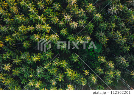Aerial view island and coconut groves on the island in the morning 112562201