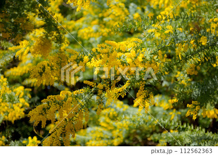 大府市みどり公園のミモザ 大府市みどり公園のミモザ 112562363