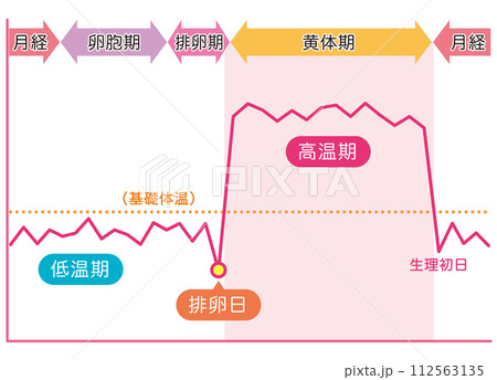 基礎体温のグラフ 女性ホルモン 妊娠 月経 基礎体温のグラフ 女性ホルモン 妊娠 月経 112563135