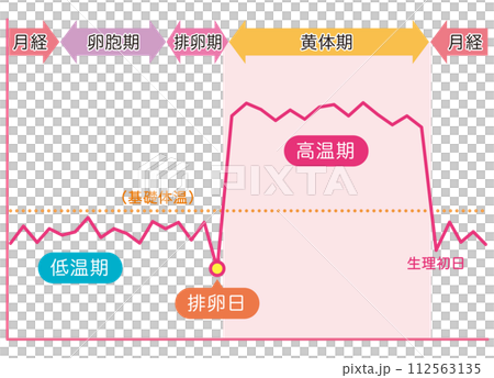 基礎体温のグラフ 女性ホルモン 妊娠 月経 基礎体温のグラフ 女性ホルモン 妊娠 月経 112563135
