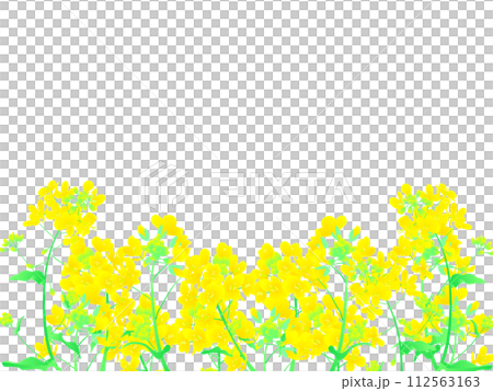 Rapeseed field Rapeseed field 112563163