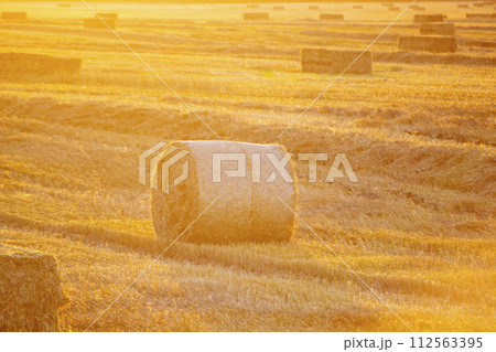 Round bale of pressed dry wheat straw on field after harvest Summer autumn sunny evening at sunset dawn. Field bales of pressed wheat. Agro industrial harvesting works. Agriculture agrarian landscape Round bale of pressed dry wheat straw on field after harvest Summer autumn sunny evening at sunset dawn. Field bales of pressed wheat. Agro industrial harvesting works. Agriculture agrarian landscape 112563395