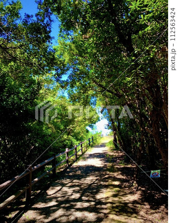 木漏れ日 112563424