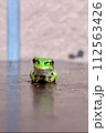 アマガエル 112563426