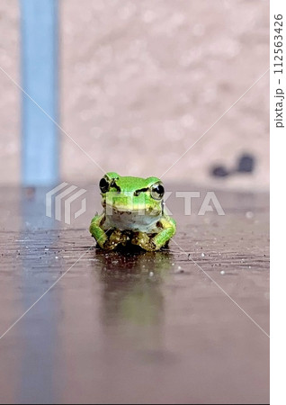 アマガエル 112563426