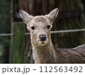 奈良の鹿4 112563492