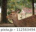 奈良の鹿と梅の木1 112563494