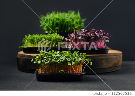 Low key photo of radish, sango, watercress and pea microgreens sprouts in trays 112563539