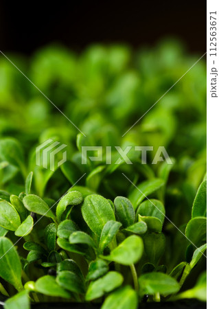 Closeup view of leaves of sprouted watercress seeds Closeup view of leaves of sprouted watercress seeds 112563671