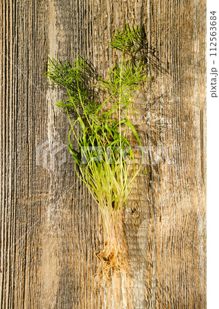 Top view of fennel sprouts on wooden background Top view of fennel sprouts on wooden background 112563684