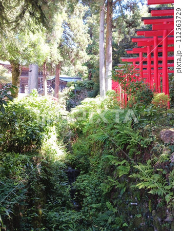 赤い鳥居と林の景色 112563729