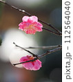 春の訪れを告げる梅の花 112564040