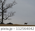 薄曇りの風景 奈良の鹿 112564042