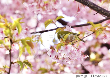 メジロと桜 メジロと桜 112564075
