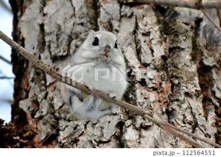 エゾモモンガ 112564551