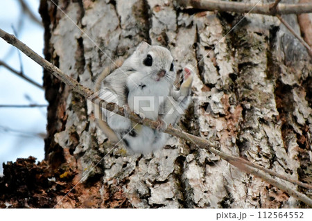 エゾモモンガ 112564552