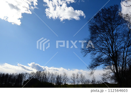 荒川河川敷、ビオトーブの冬景色 荒川河川敷、ビオトーブの冬景色 112564603