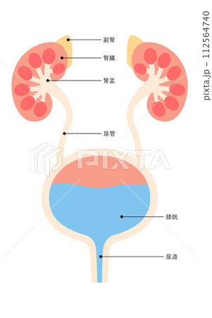 泌尿器（腎臓・副腎・腎盂・尿管・膀胱・尿道）の図解医療イラスト 112564740