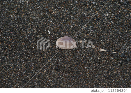 砂浜の貝殻 砂浜の貝殻 112564894