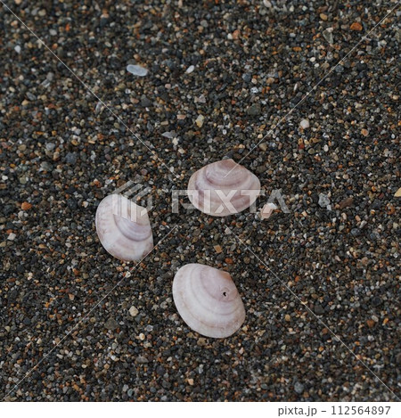 砂浜の貝殻 砂浜の貝殻 112564897