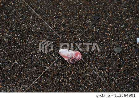 砂浜の貝殻 112564901