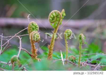 Fern. Young plant in spring. Leaves have not yet opened. The evolution of life in nature. Selective focusing 112565142