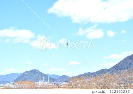 春の川辺を舞うトンビ　広島 112565257